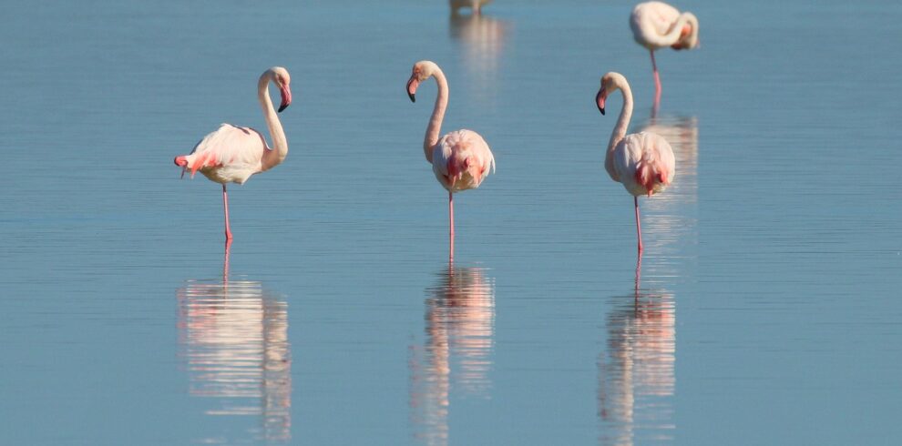 flamingo-6126763_1280