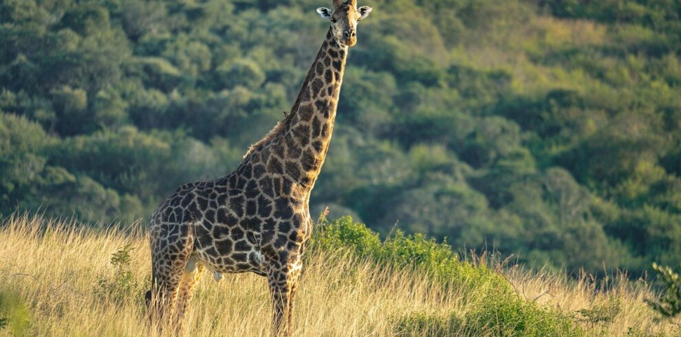 giraffe-9558885_1280