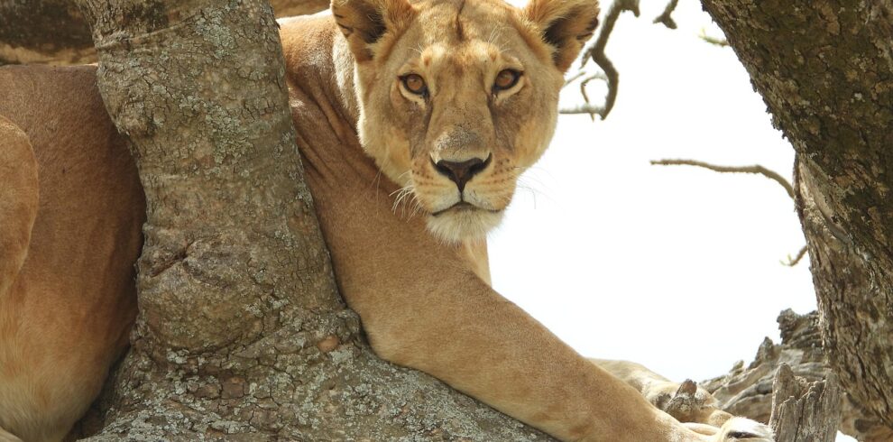 lioness-4349498_1280