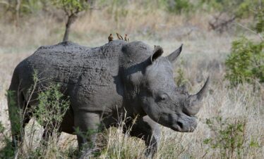 4-Day Safari to Tarangire, Serengeti, and Ngorongoro Crater