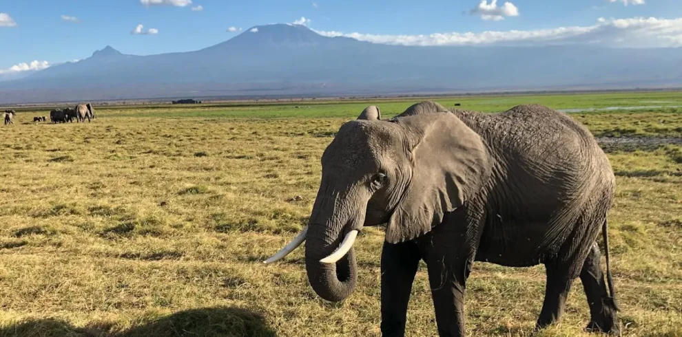 7-Day Amboseli, Naivasha, Nakuru & Mara Classic Safari