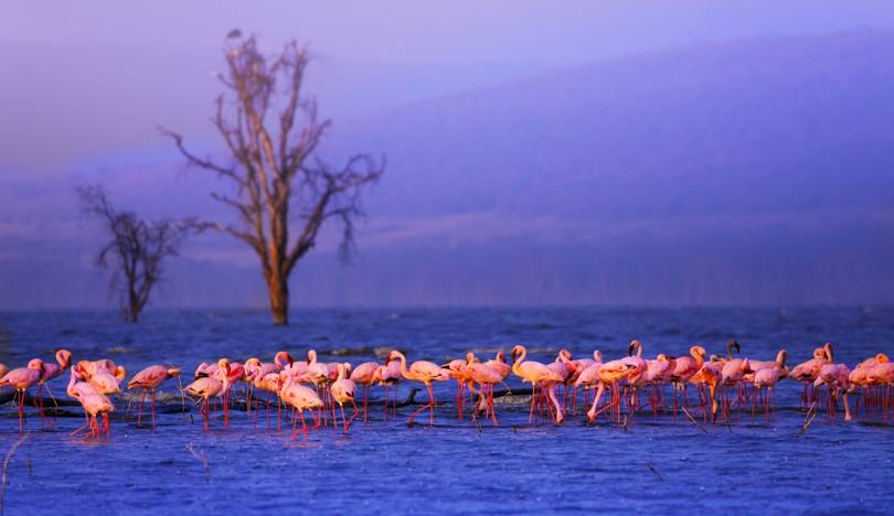 Lake nakuru